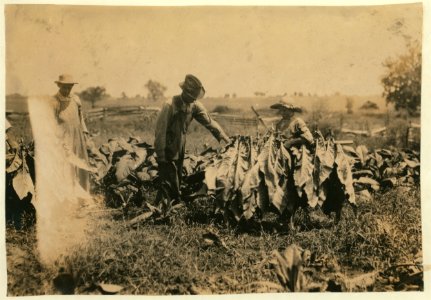Jo Oliphant, R.D. 3, Bowling Green, holding stick for tobacco cutters on father's farm. 'I go to school some and am out some.' Plano School. LOC nclc.00548