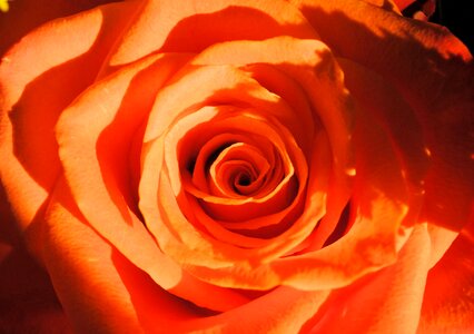 Flower orange rose rose bloom photo