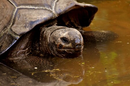 Panzer zoo turtle photo