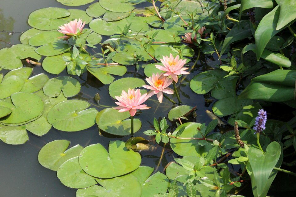 Leaf garden nature