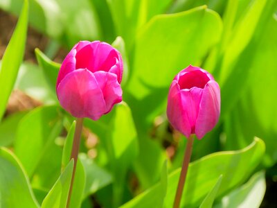 Tulip spring easter