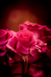 Petal nature plant