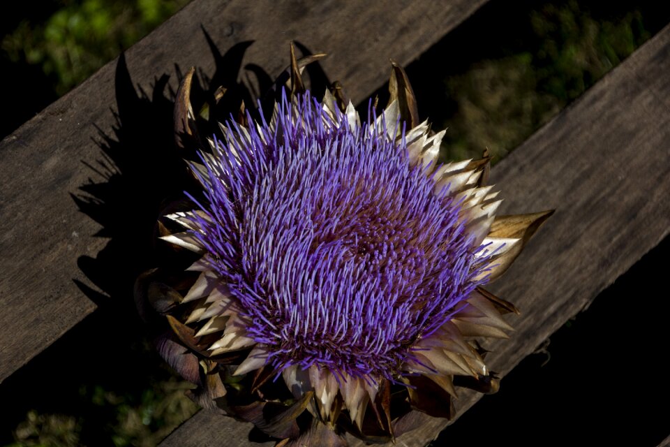 Blossom bloom purple photo