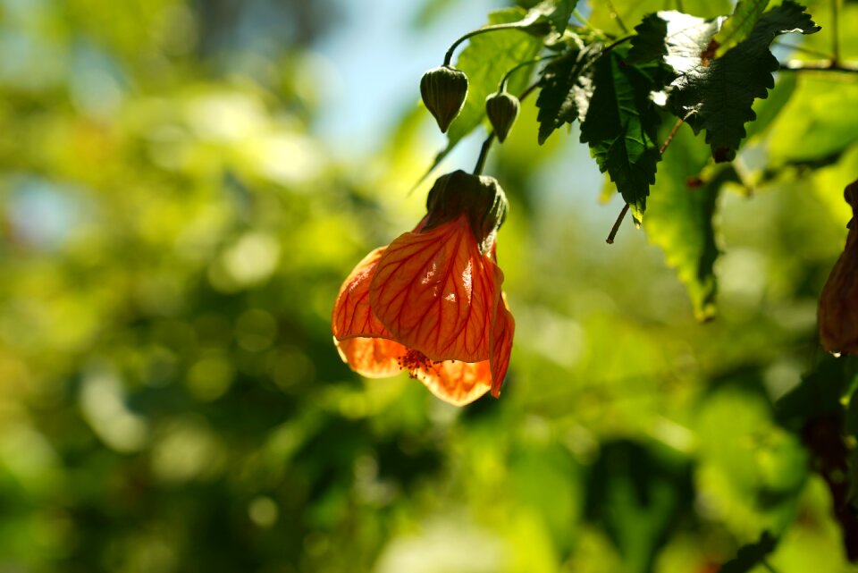 Adelaide blossom botany