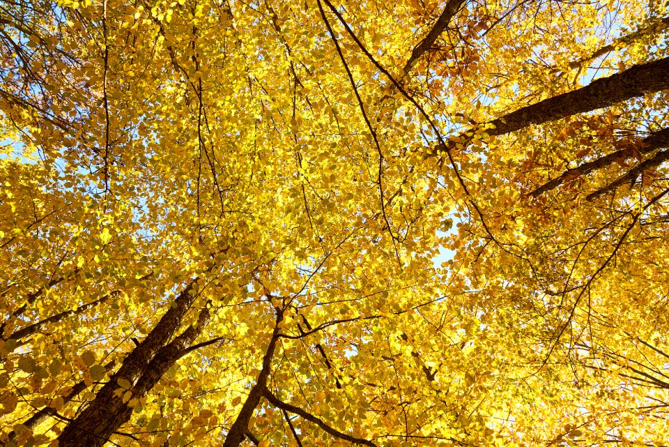Tree branches high