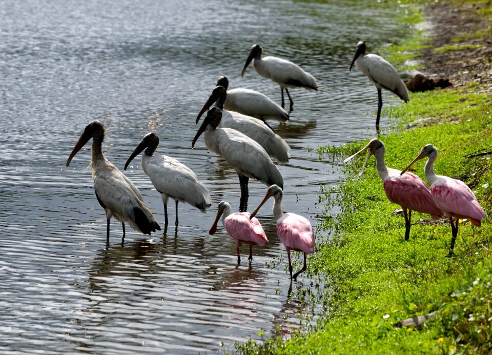 Waterbirds wading wildlife