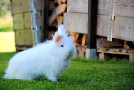 White easter cute