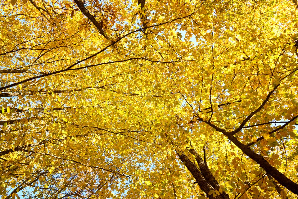 Tree branches high