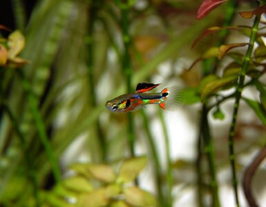 Water creature underwater world toy