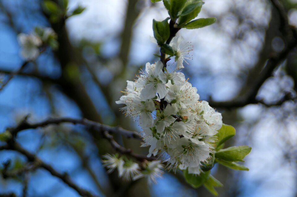 Nature season cherry