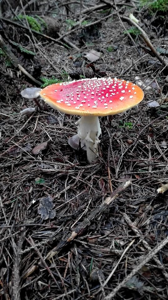 Bright red flat toxic