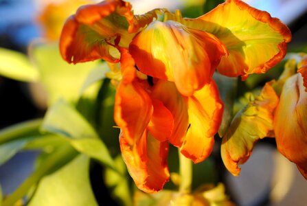 Nature flower yellow orange tulips photo