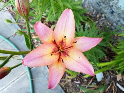 Lily blossom pink