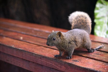 Cute wildlife squirrel