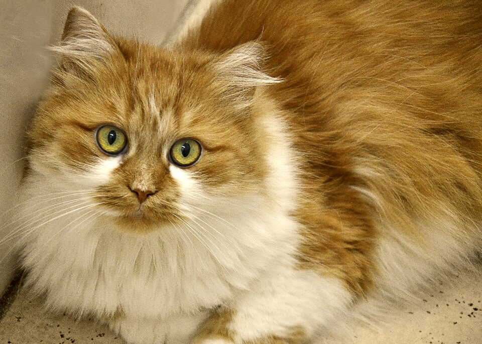 Mieze cat's eyes pet