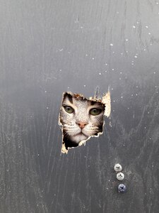 Cat wallpaper outdoor photo
