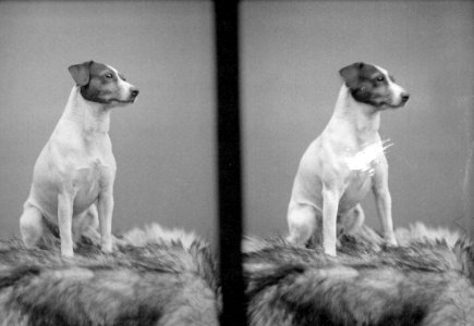 Johannes Meiner terrierartiger Hund auf Fell