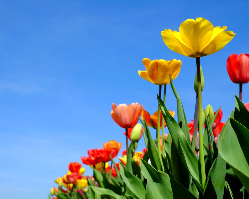 Colorful tulip field blossomed photo