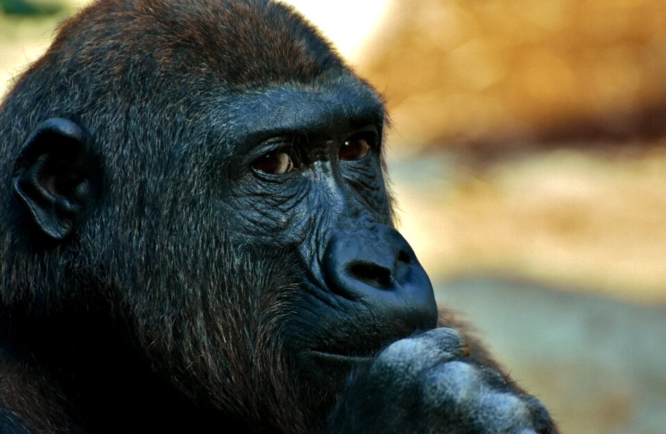 Zoo furry omnivore