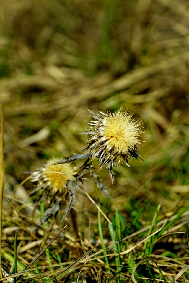 Grass thistle dried thistle