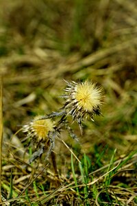 Grass thistle dried thistle