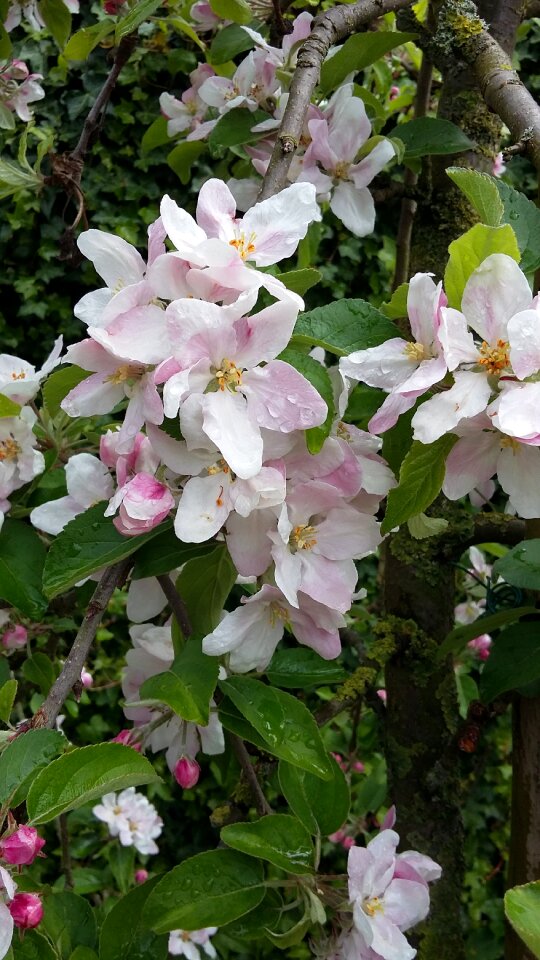 Apple blossom blossom apple tree