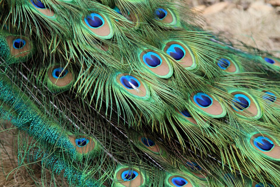 Bird peafowl tail