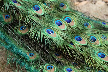 Bird peafowl tail