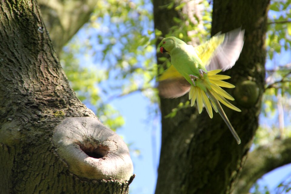 Amsterdam animals park