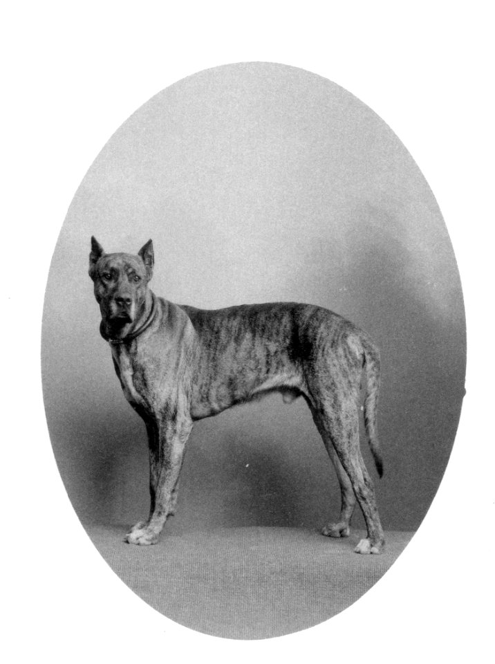 Johannes Meiner doggenartiger Hund oval