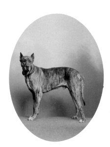 Johannes Meiner doggenartiger Hund oval