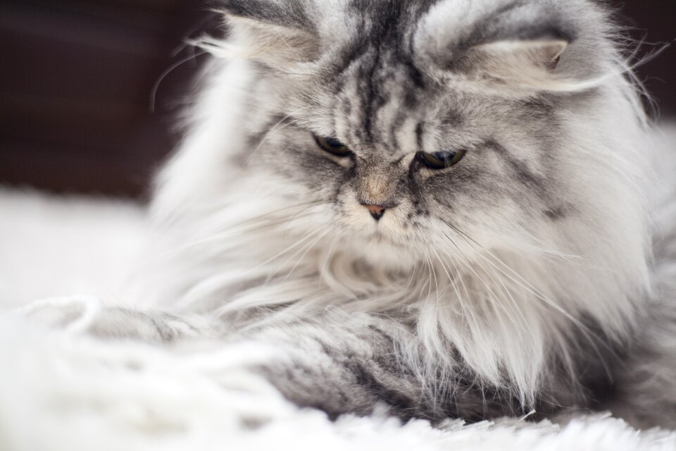 Kitty animals feather