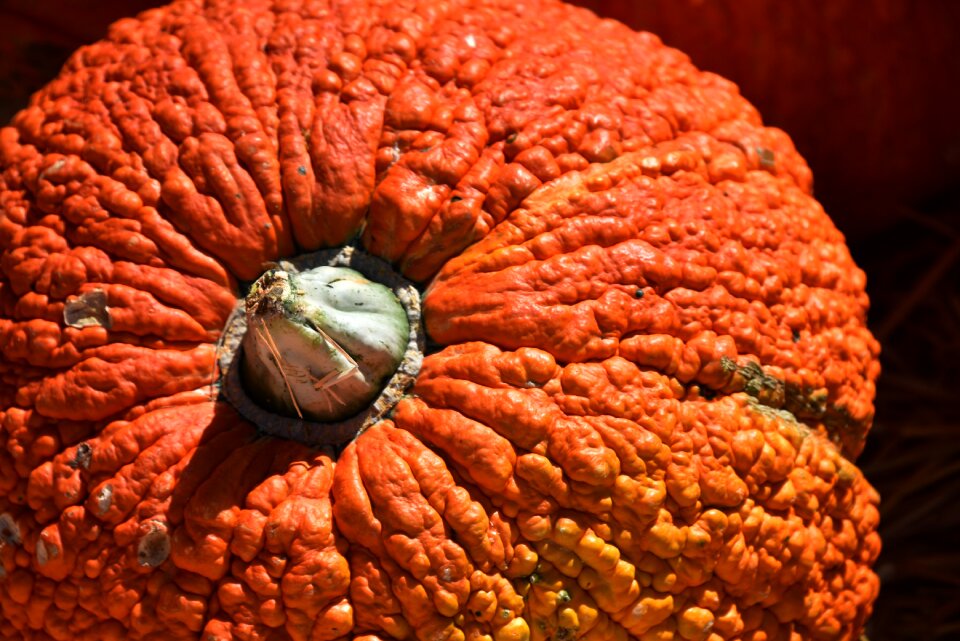 Orange large closeup