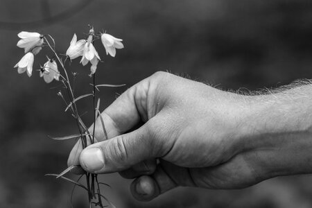 Summer flower nature hand