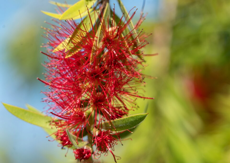 Close up botany nature
