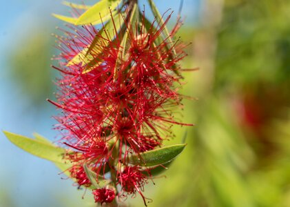 Close up botany nature