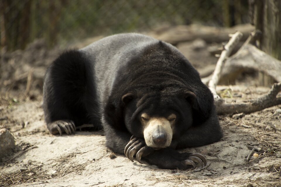 Nature wild malayan sun bear