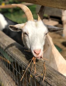 White goat goat eating animal