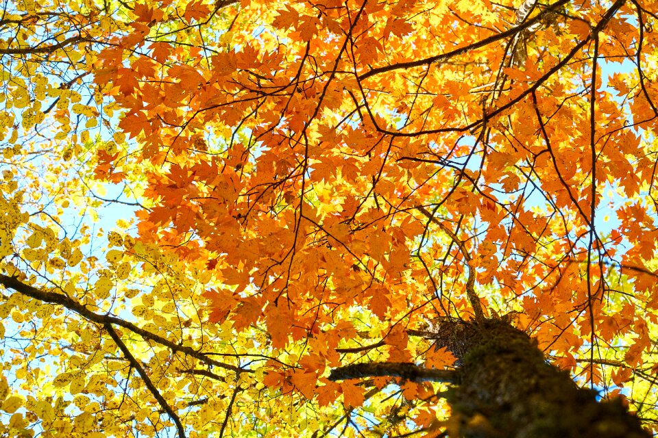 Tree branches high