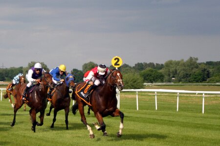 Baden baden racehorse racehorses photo