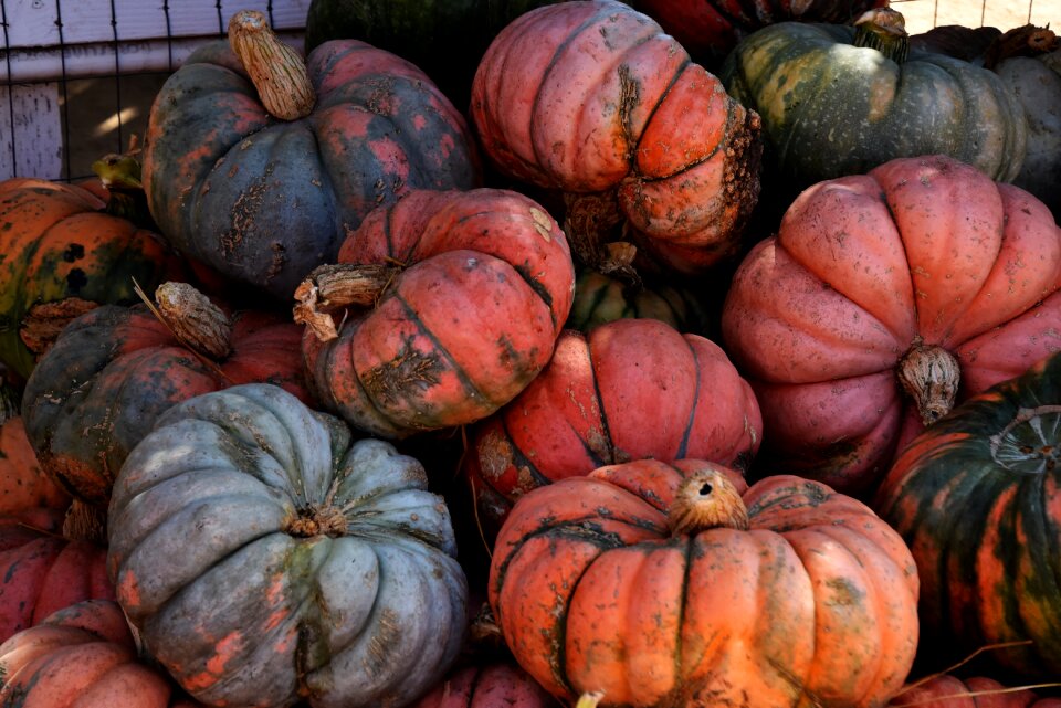 Multi-colored decorative orange