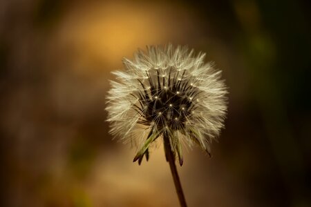 Summer dandelion spring photo