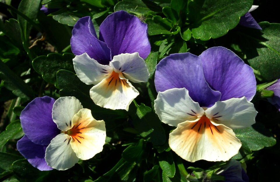 Spring leaf plant