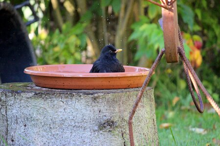 Bird tree blackbird photo