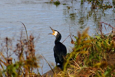 Bird wild birds waterfowl