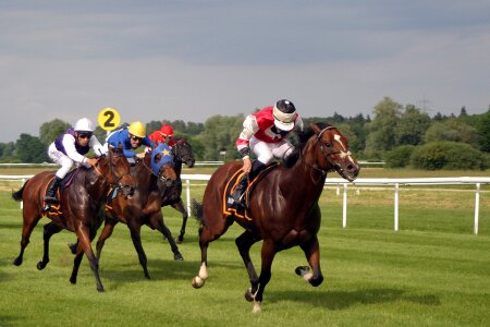 Baden baden racehorse racehorses photo