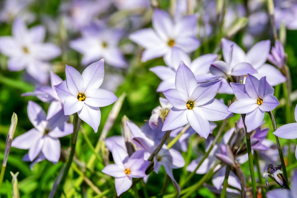 Purple ipheion uniflorum starflowers