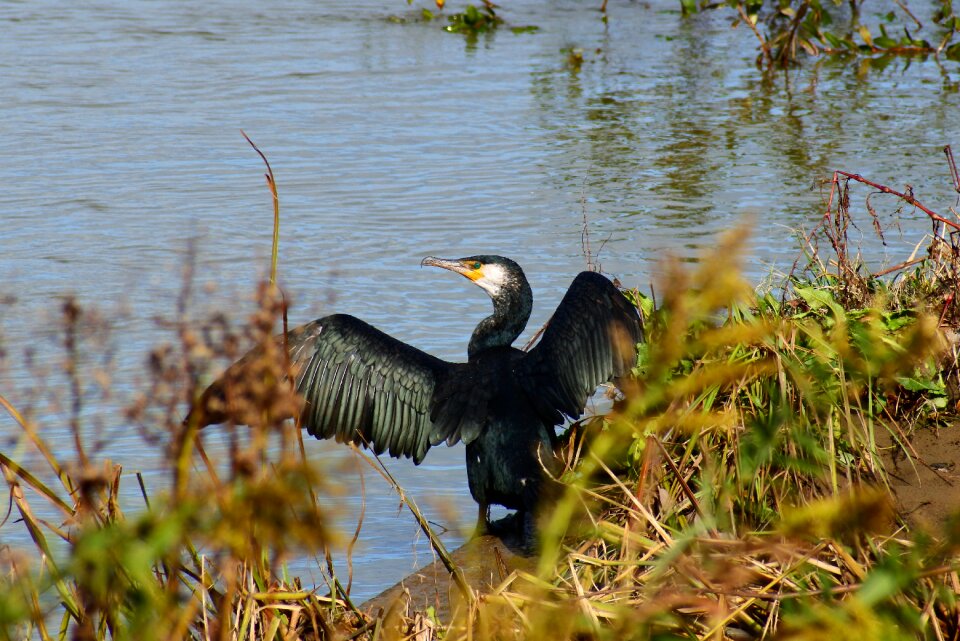 Bird wild birds waterfowl