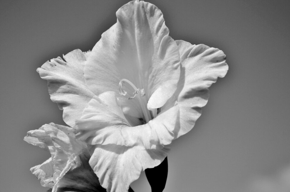 Sword flower blossom bloom