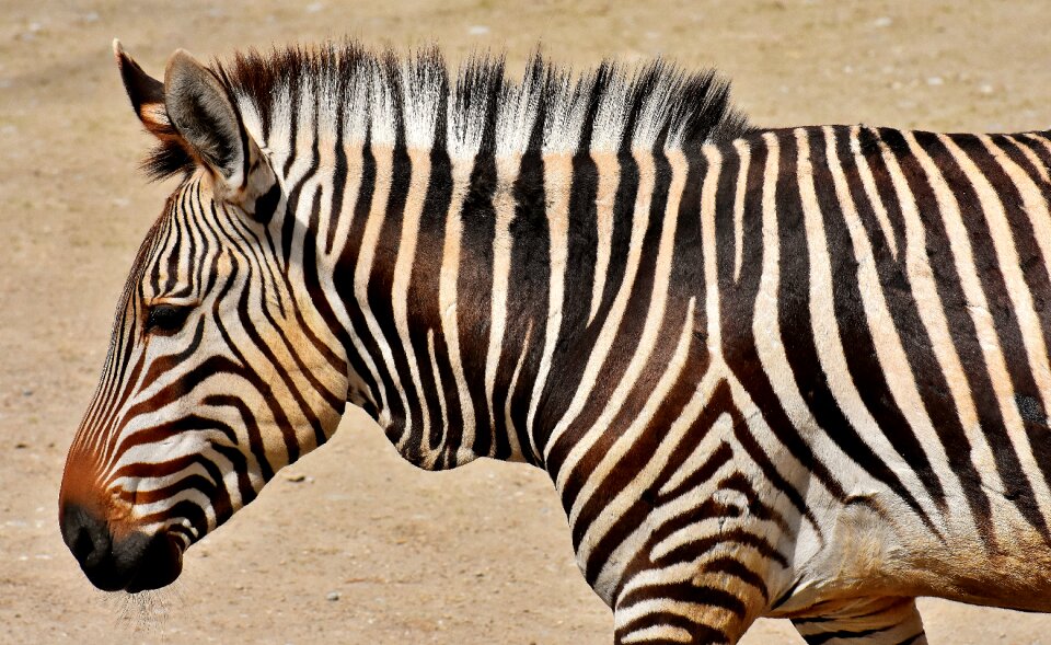 Africa animal crosswalk